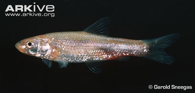 (Notropis) Род НОТРОПИСЫ 92 вида